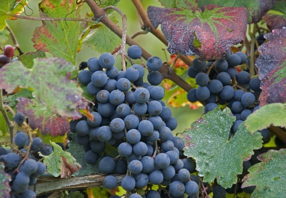 黑皮诺葡萄酒的风格是怎样？