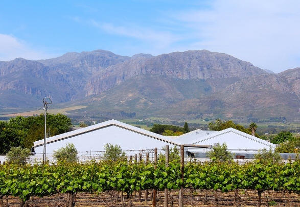 南非葡萄酒产区——斯泰伦博斯