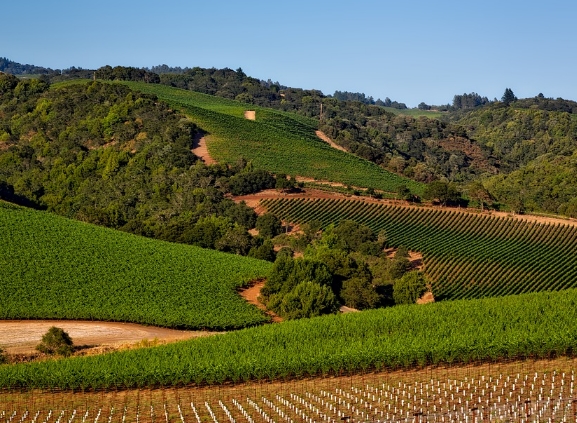 圣克鲁斯山脉：加州最被低估的葡萄酒产区