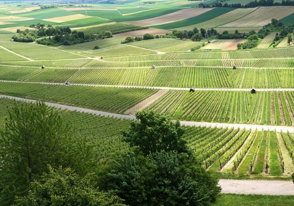 瑞士拉沃：你从未听说过的最好的葡萄酒产区
