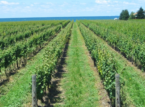 诱人的味蕾在加拿大三个葡萄酒产区