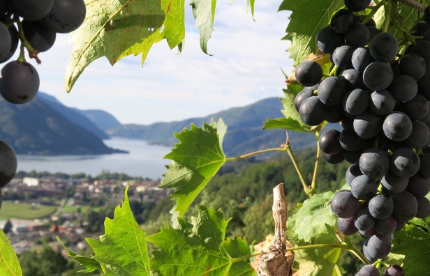 意大利北部的葡萄酒产区和类型