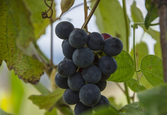 佳美葡萄酒的种植区和特点