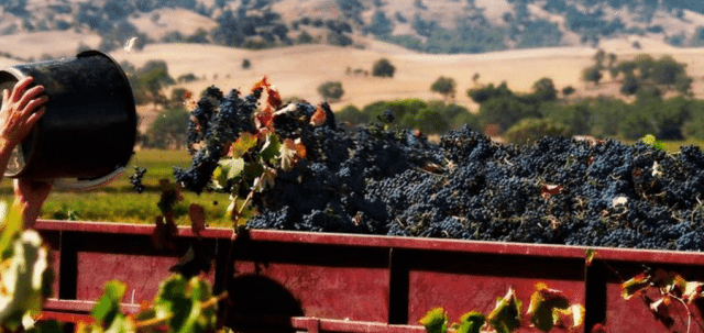 坏天气影响澳洲巴罗萨产区的葡萄收成