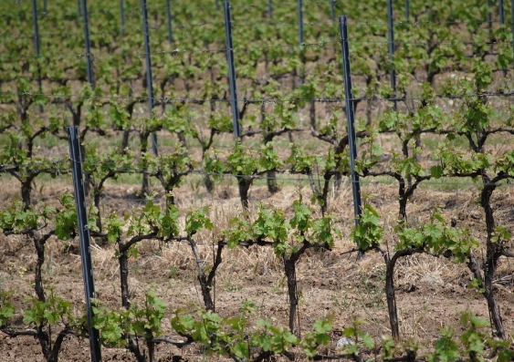 邦多勒：最古老和最受欢迎的葡萄酒产区之一