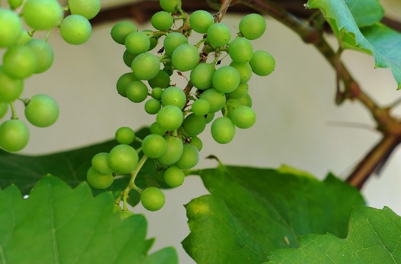 赛美蓉葡萄的种植和历史