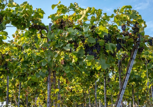葡萄酒产区与气候的关系