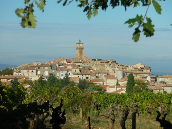 法国葡萄酒产区的葡萄品种简介