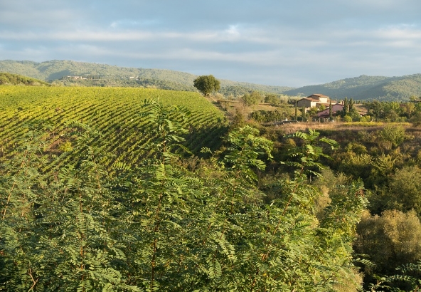 意大利葡萄酒产区：阿布鲁佐葡萄酒