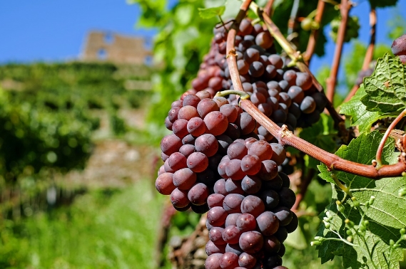 南美最著名的葡萄酒产区
