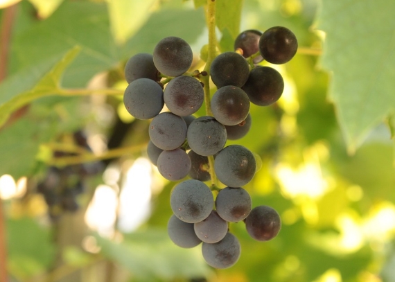萨博维葡萄酒的化学成分及其好处