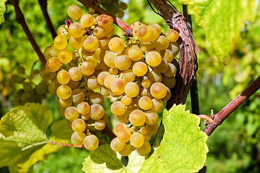 法国有着哪些是比较著名的红葡萄品种呢？