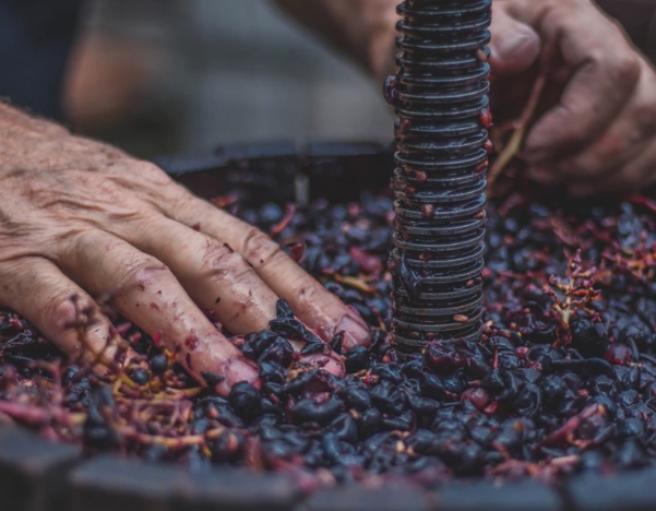 葡萄酒是如何酿造的？