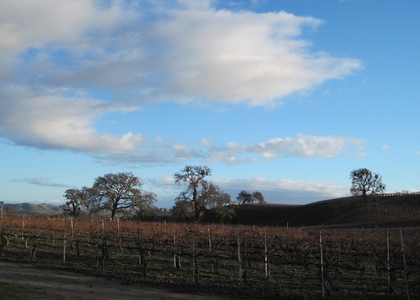 气候变化与加州葡萄酒产业的未来