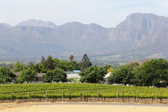 南非葡萄栽培中受管制的葡萄酒