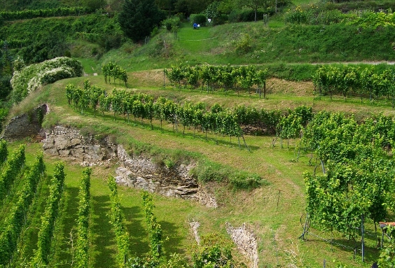 凯普谷：探索奥地利最著名的葡萄酒产区