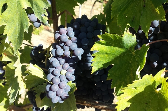 歌海娜葡萄酒的起源和特点