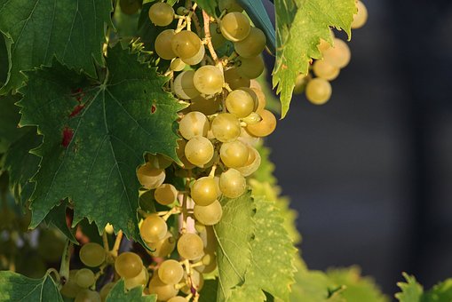 有谁是知道葡萄上的白霜是农药的吗？