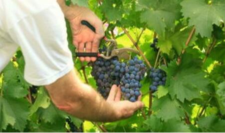 气温骤降，法国Cahor产区葡萄采收将减产