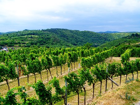 大家是否知道法国种植葡萄酒的历史是有多久的呢？