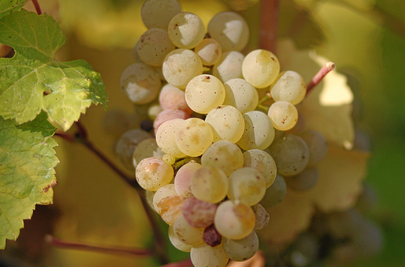 白葡萄酒葡萄的品种有哪些？
