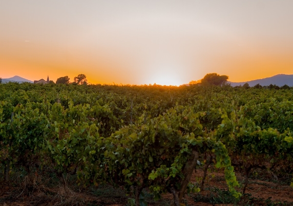 澳大利亚葡萄酒：阿德莱德山葡萄酒产区