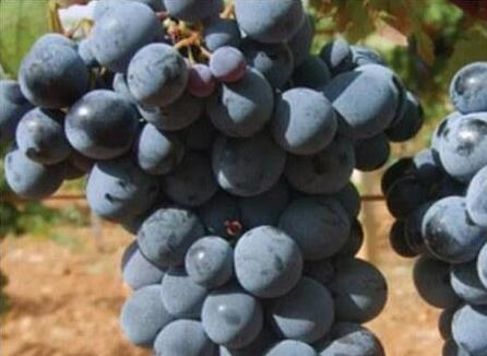 澳洲监管机构调研报告曝光一系列葡萄酒产业问题