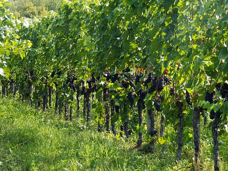 法国波尔多葡萄酒，大家对此是了解多少呢？