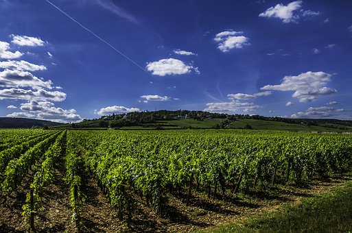 大家有没有体验过普罗旺斯的葡萄酒风光呢？