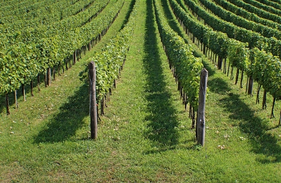 新西兰葡萄酒产区：霍克湾葡萄酒区