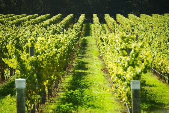 澳大利亚葡萄酒：伊甸谷葡萄酒产区