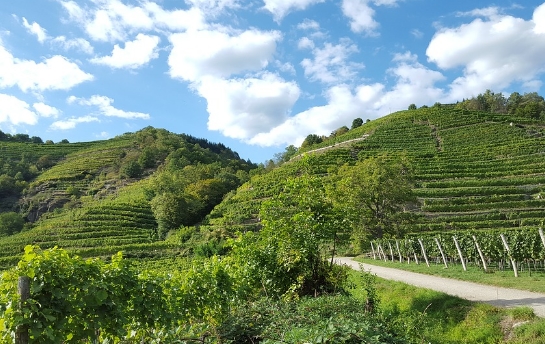 巴罗萨葡萄酒产区的150年历史的葡萄老藤