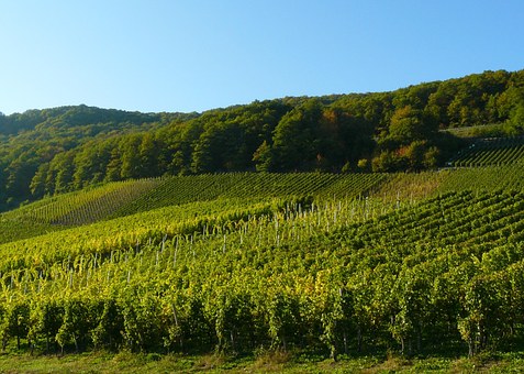罗讷河谷的西拉葡萄酒，大家是对此了解过多少呢？