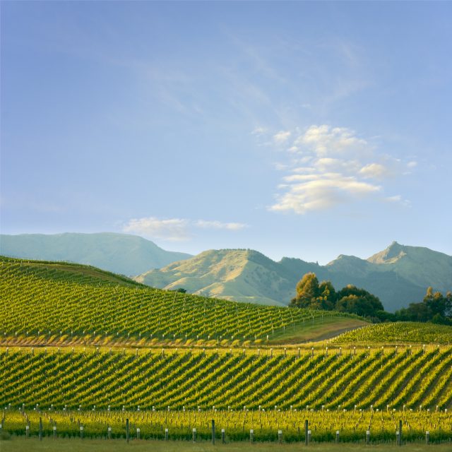 今年新西兰葡萄采收的产量有可能减少