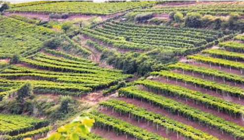 意大利索阿维葡萄酒产区正式启用单一园体系