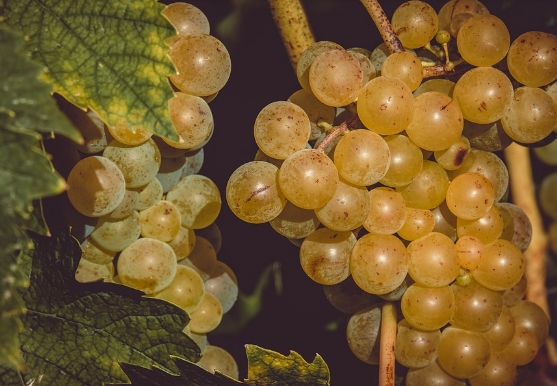 900年前的葡萄籽，竟然揭示这般秘密