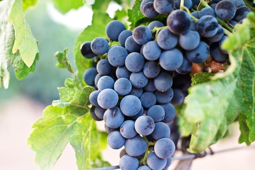 葡萄酒具备有效的护肤与健康养生功效