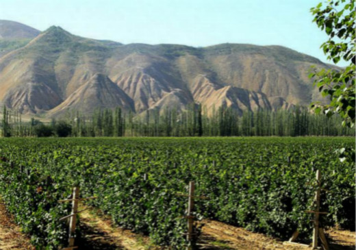 葡萄酒超越白酒，成为新疆酒类第一大行业