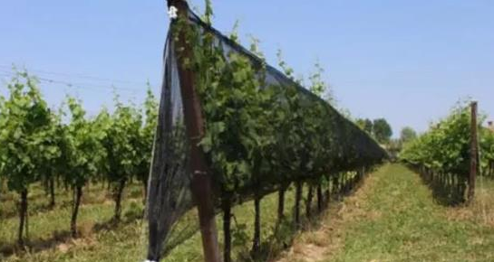 新西兰葡萄酒业遭遇棕纹臭虫入侵