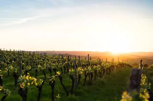 高温浪潮席卷欧洲葡萄园，酿酒师应该如何应对？