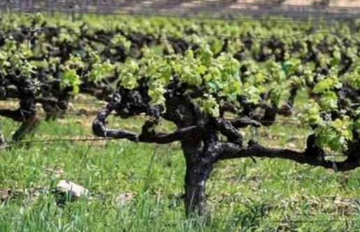 西西里岛葡萄酒有什么特点？