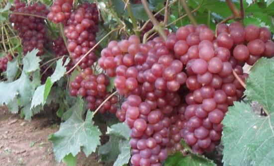 什么品种葡萄适合酿酒？