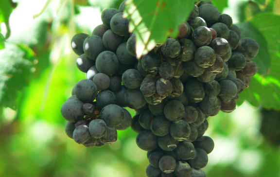 雅拉谷葡萄酒有什么特点？
