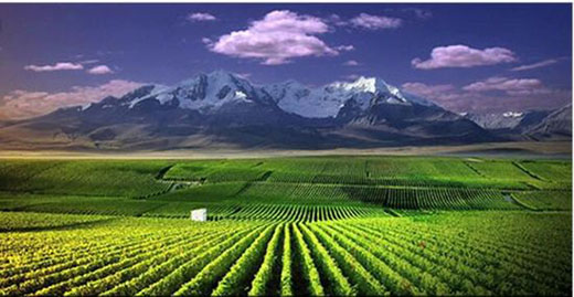 到了2022年，贺兰山东麓葡萄产业园区年产葡萄酒将达到5亿瓶以上