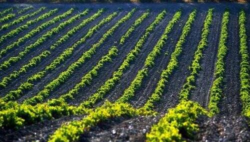 撒丁岛葡萄酒有什么特点？