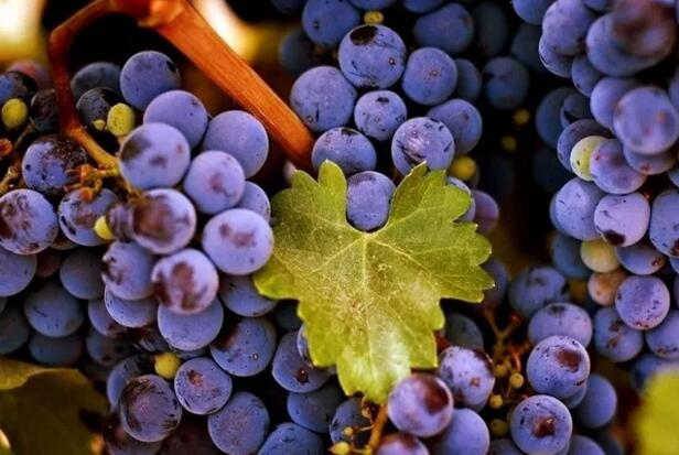 酒庄高地 | Calmel & Joseph 两个名字创造的葡萄酒传奇