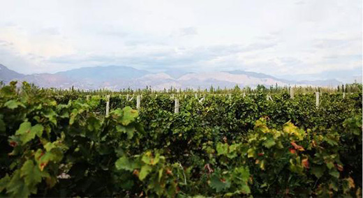 金恪集团收购冠龙酒业，全力打造新疆产区葡萄酒全产业链