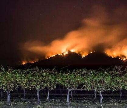 加州葡萄酒商拒绝销售被野火烟雾污染的葡萄酒