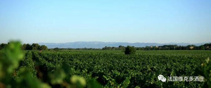 法国维克多酒庄 | 90后入场，葡萄酒产业迎来新生力量！