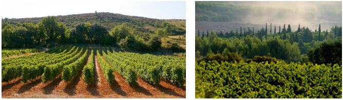 大地庄园 | Val des Pins 松谷庄探索朗格多克葡萄酒产区的魅力